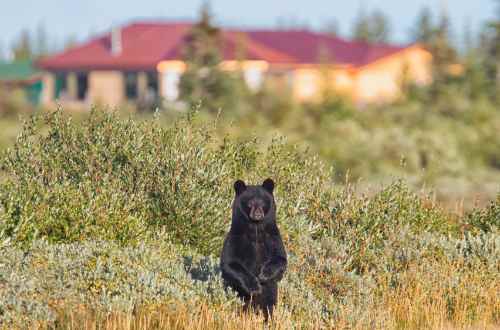 black-bear-churchill-riding-mountain-national-park-canada