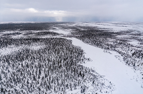 boreal-forest-manitoba-canada