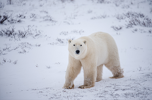 churchill-manitoba-canada-polar-bear