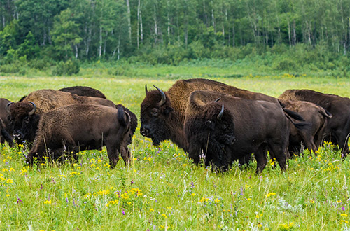 riding-lake-audy-bison-enclosure-lake-audy-canada-bisons