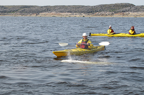 guest-kayak-winnipeg