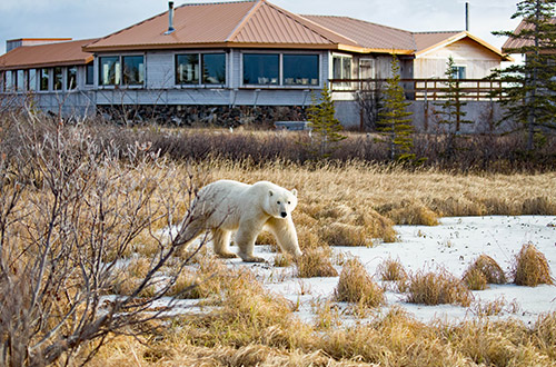 nanuk-polar-bear-lodge-exterior-with-bear