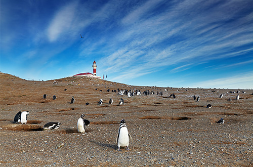 magdalena-island-chile-penguin-lighthouse