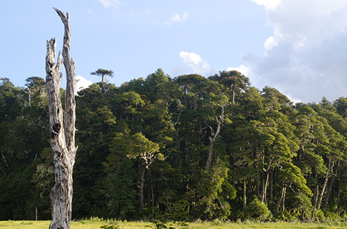 meadow-forest-conguillio-national-park-araucania-chile-shutterstock1359944069