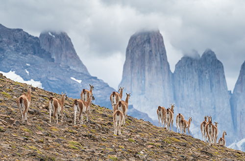 puma-tracking-experience-patagonia