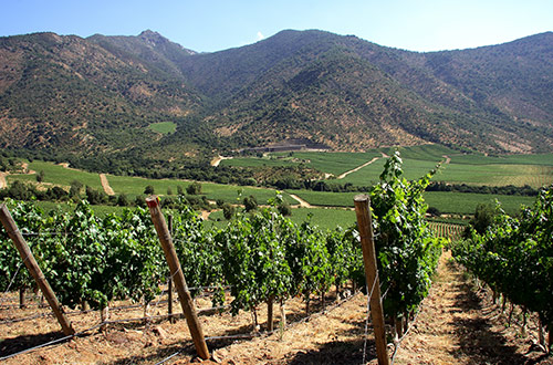 vineyard-chile-shutterstock1190030098