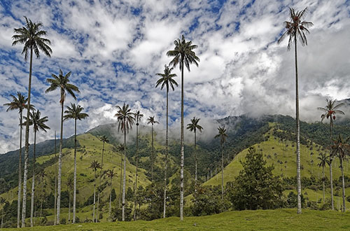 cocora-valley-colombia