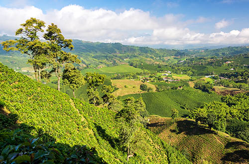 coffee-region-colombia
