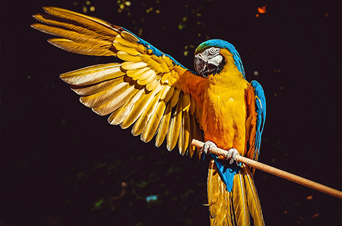macaw-parrot-tropical-bird-costa-rica