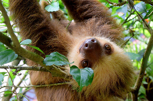 manuel-antonio-national-park-quepos-costa-rica-sloth