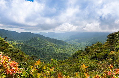 monteverde-cloud-forest