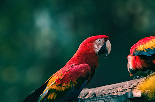 parrots