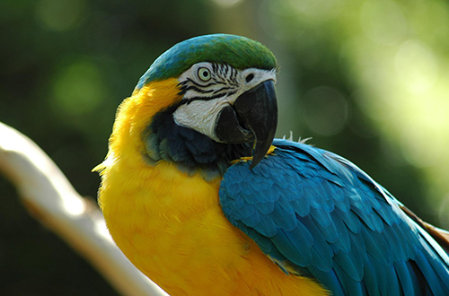 amazon-rainforest-macaws