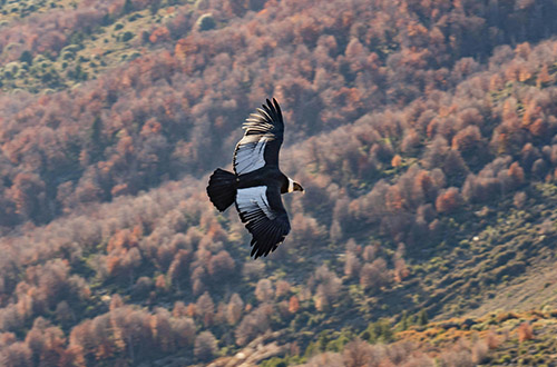 andean-condor-bird