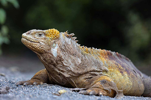 galapagos--ecuador-iguana-close-up-view