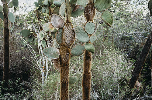 galapagos-cactus