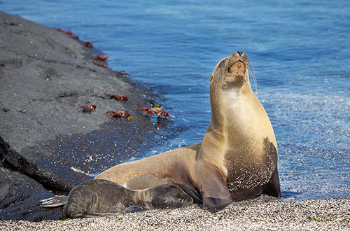 galapagos-ecuador-sea-lion-close-up-view