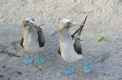 galapagos-island-blue-feet-bird