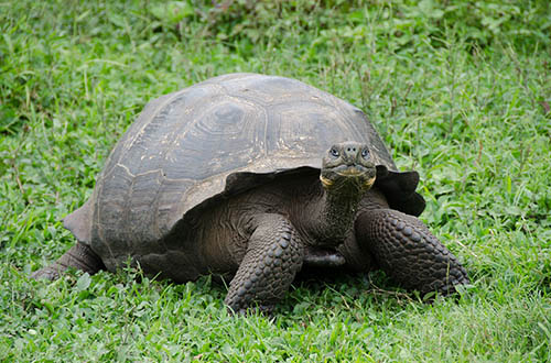 galapagos-island-giant-turtle