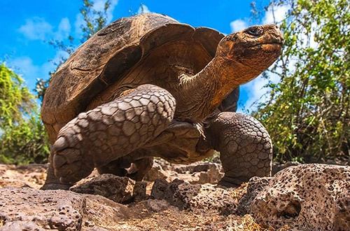 san-cristobal-island-galapagos-ecuador-tortoises