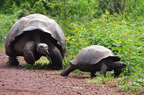 santa-cruz-island-galapagos-ecuador-tortoises