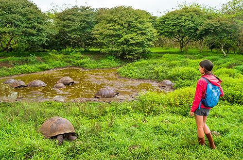 santa-fe-island-galapagos-giantt-tortoise