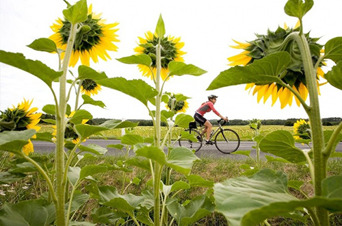 amboise-france-sunflower-biker