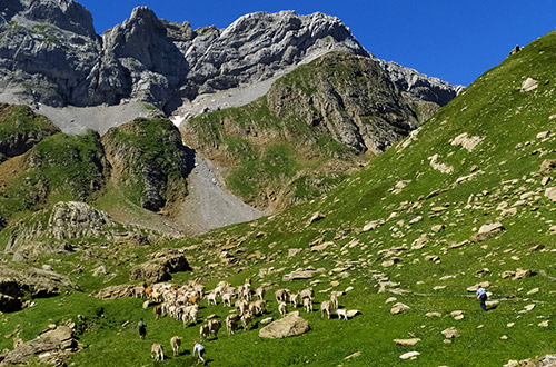 bisaurin-herds-of-sheep