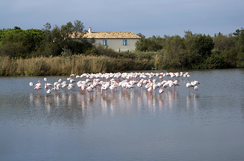 camargue-nature-park-france-flamingoes