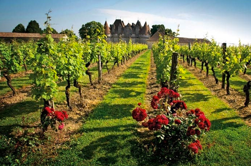 wine-vineyard-bordeaux-france