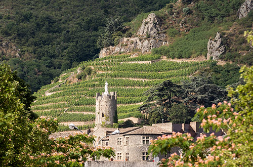 tain-l-hermitage-france-vineyard
