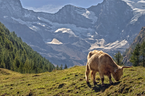 italy-grand-paradiso-matterhorn-cow