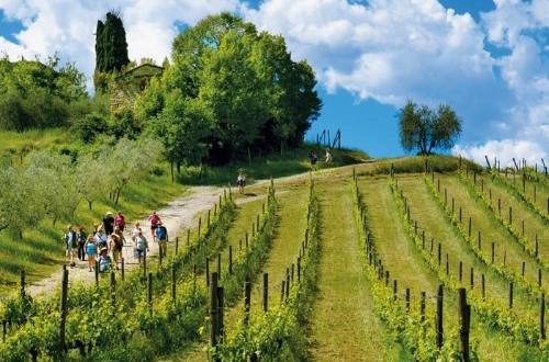 chianti-florence-tuscany-vineyards
