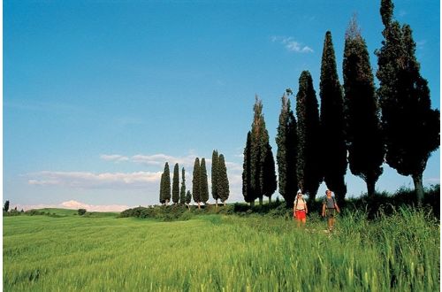 vineayrd-walk-tuscany-italy
