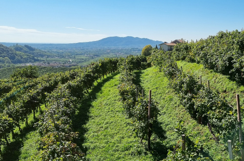 vineyard-hill-Valdobbiadene