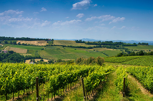 emilia-romagna-italy-vineyards