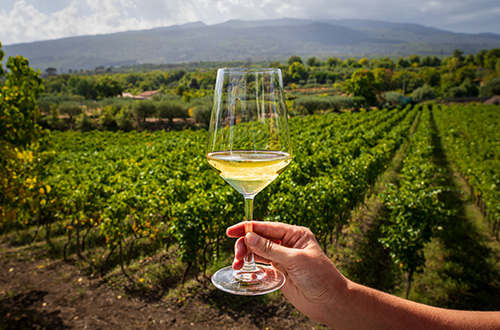 vineyards-wine-testing