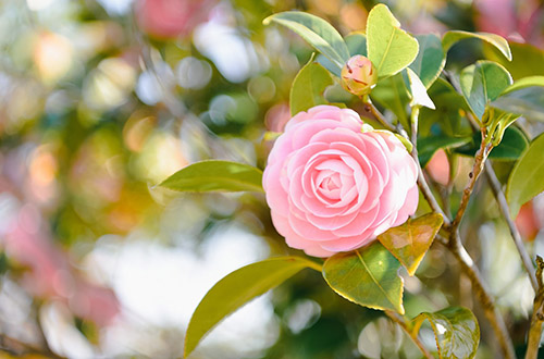 portugal-flowers