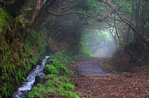 portugal-madeira-pathway