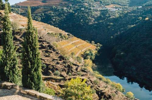 vintage-house-hotel-portugal-vineyard-mountain-douro-valley