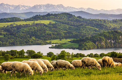 durmitor-national-park-sheeps