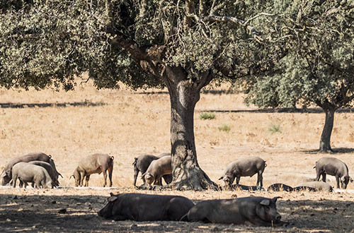 pigs-grazing-spain