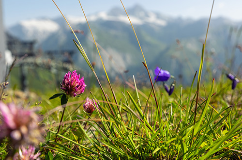 wildlfowers-swis-alps-shutterstock2770022039