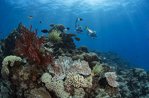 rainforest-snorkeling-corals