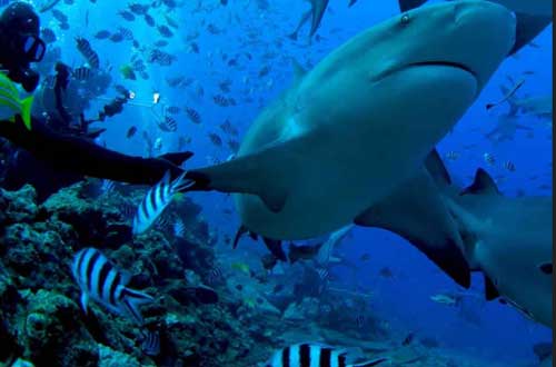 shark-diving-fiji