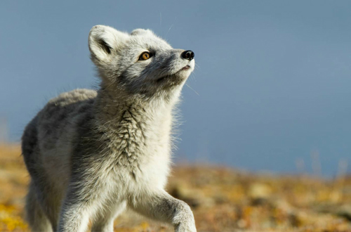 greenland-arctic-fox