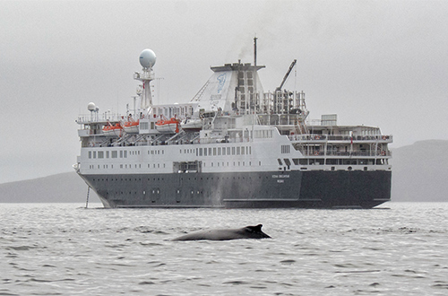 cruise-ship-greenland-dolphin
