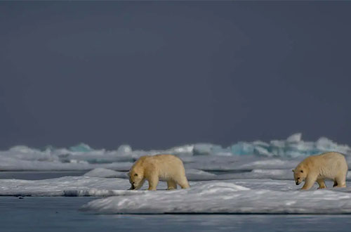 polar-bears-walking-around-on-ice-day3-to-day7