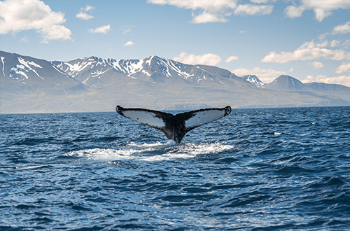 husavik-iceland-whale
