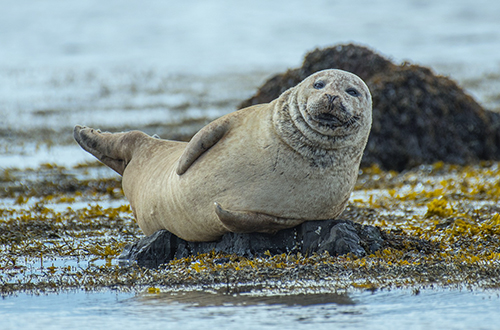seal-iceland